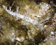 Photo: B. & S. Koretz; See a larger picture